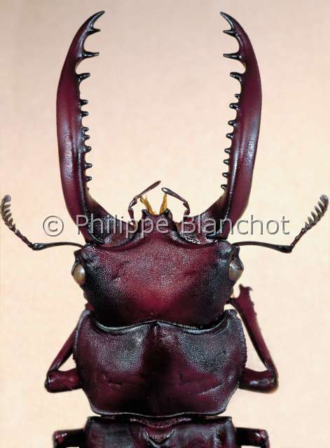 Hexarthrius forsteri male.JPG - Hexarthrius forsteri (Portrait)Lucane maleStag beetleColeopteraLucanidaeInde